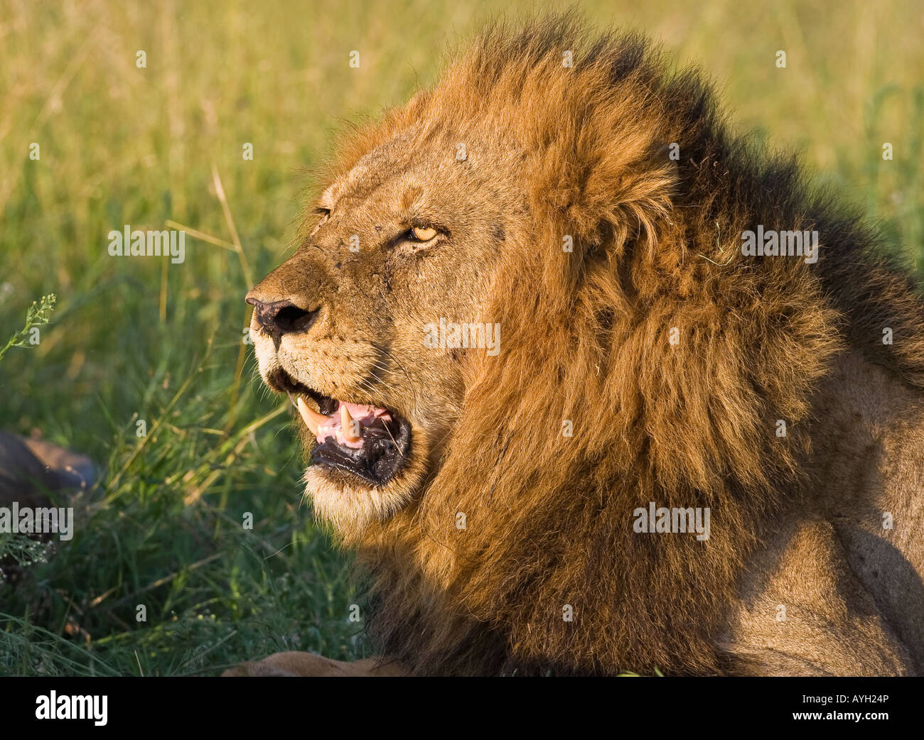 Close up of lioness, Kruger National Park, Afrique du Sud Banque D'Images