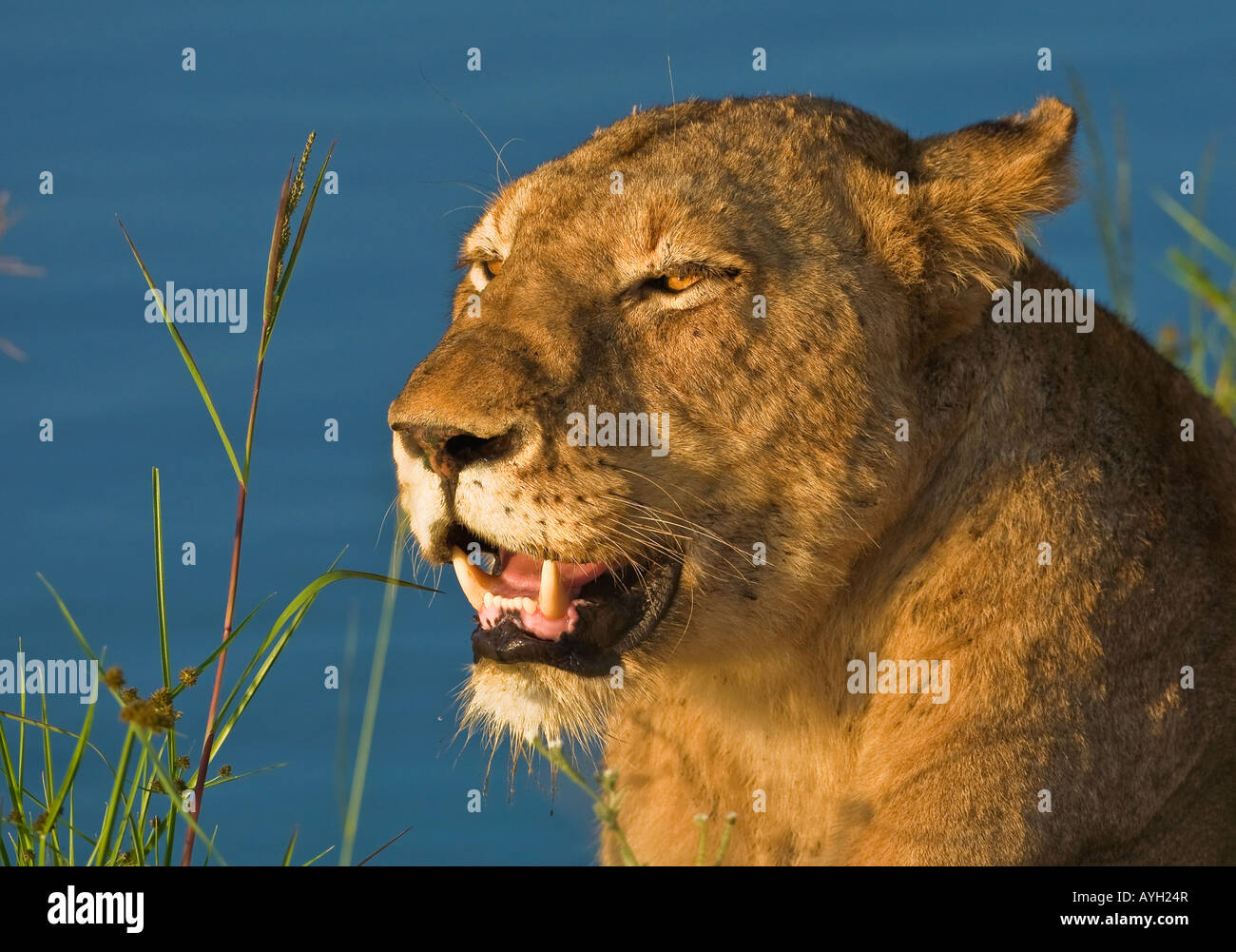 Close up of female lion, Parc National Kruger, Afrique du Sud Banque D'Images