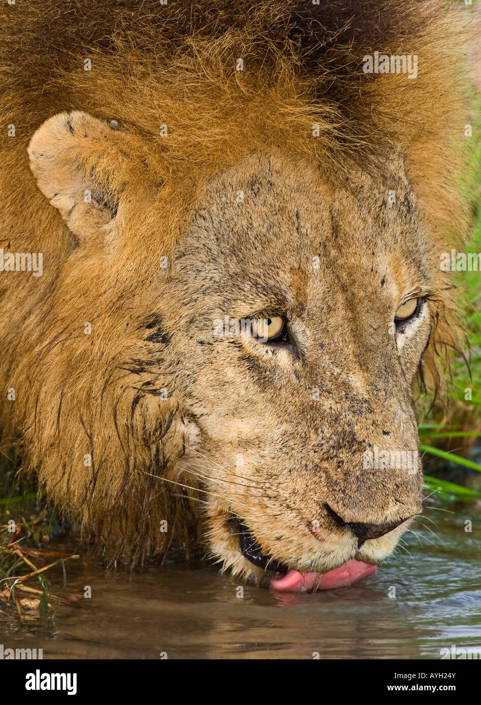 Lion mâle de boire, Parc National Kruger, Afrique du Sud Banque D'Images