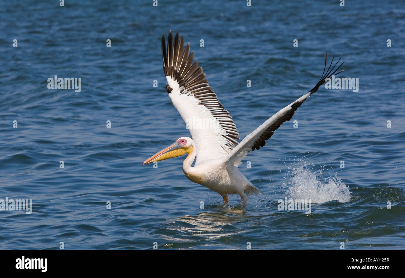 Great White Pelican landing dans l'eau, la Namibie, l'Afrique Banque D'Images