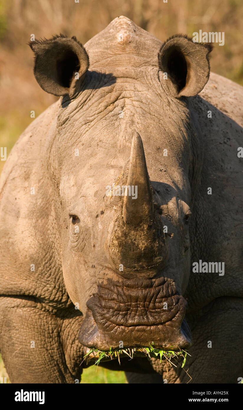 Close up of White Rhinoceros, Parc National Kruger, Afrique du Sud Banque D'Images