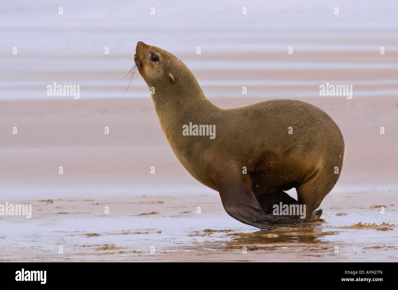 Le phoque à fourrure d'Afrique du Sud sur le sable, la Namibie, l'Afrique Banque D'Images