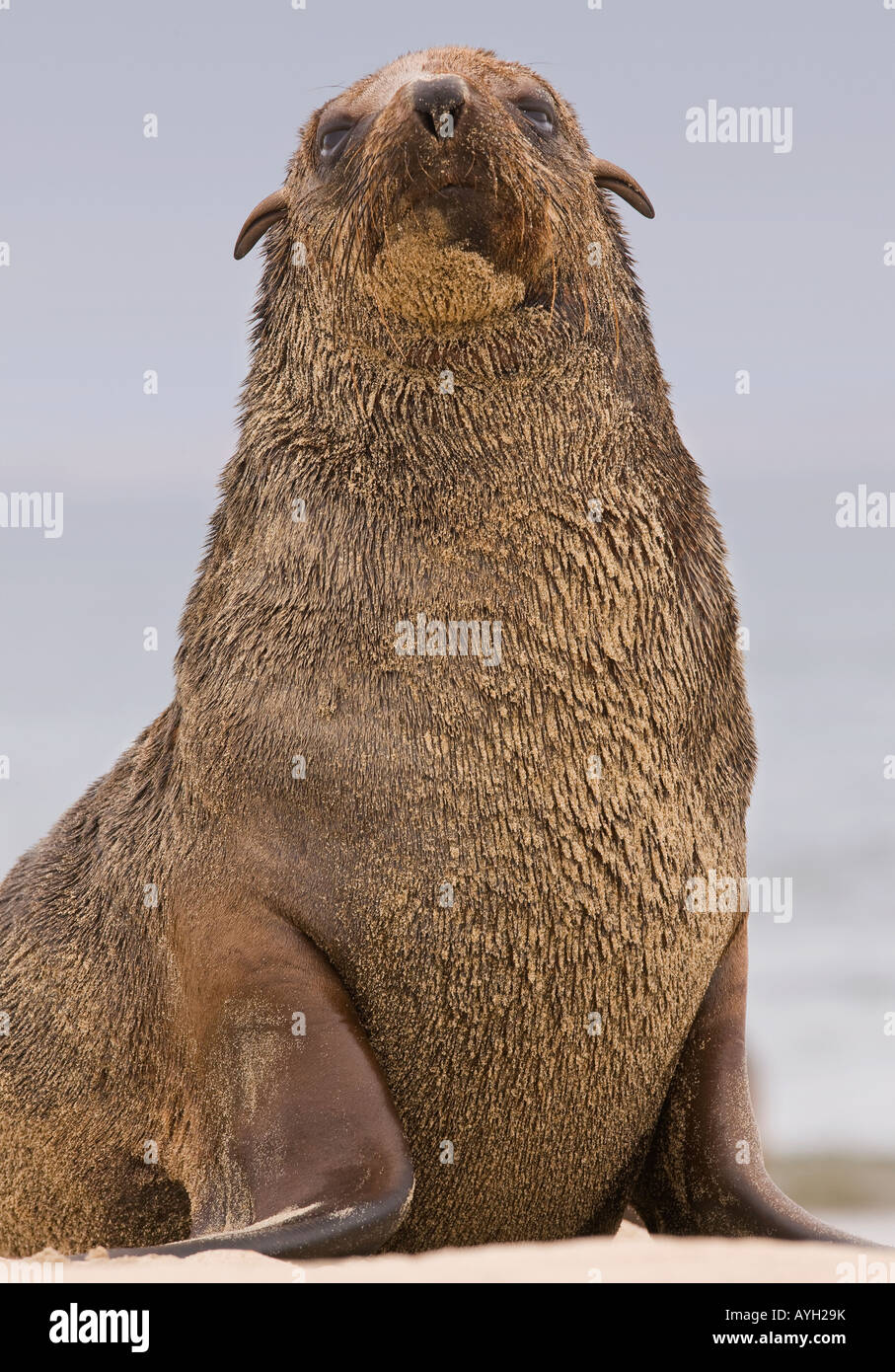 Close up of South African Fur Seal, Namibie, Afrique Banque D'Images