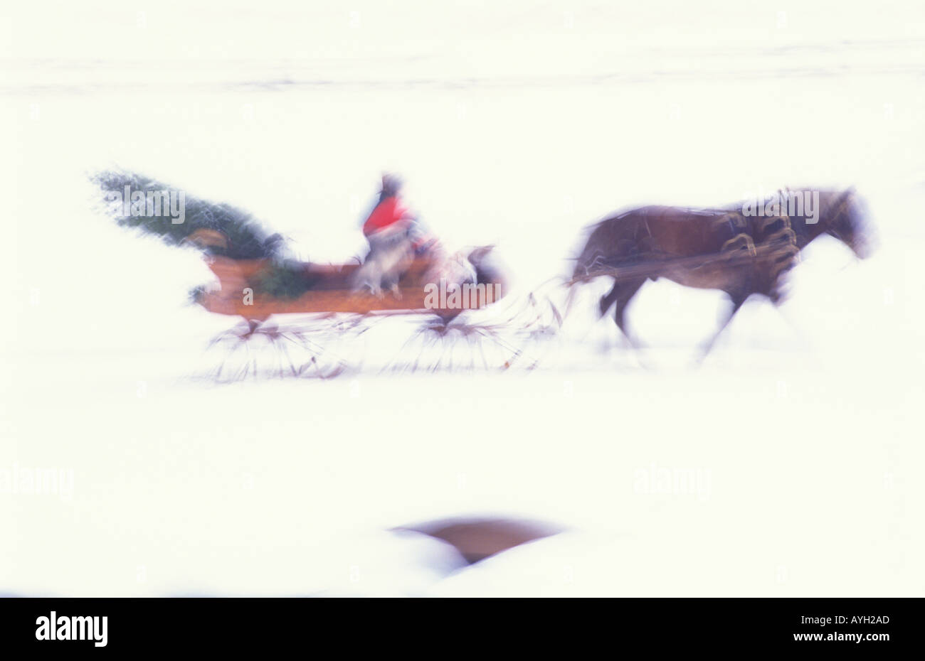 Motion Blur d'un cheval un traîneau ouvert en tant que couple ramène à la maison un arbre de Noël frais Banque D'Images