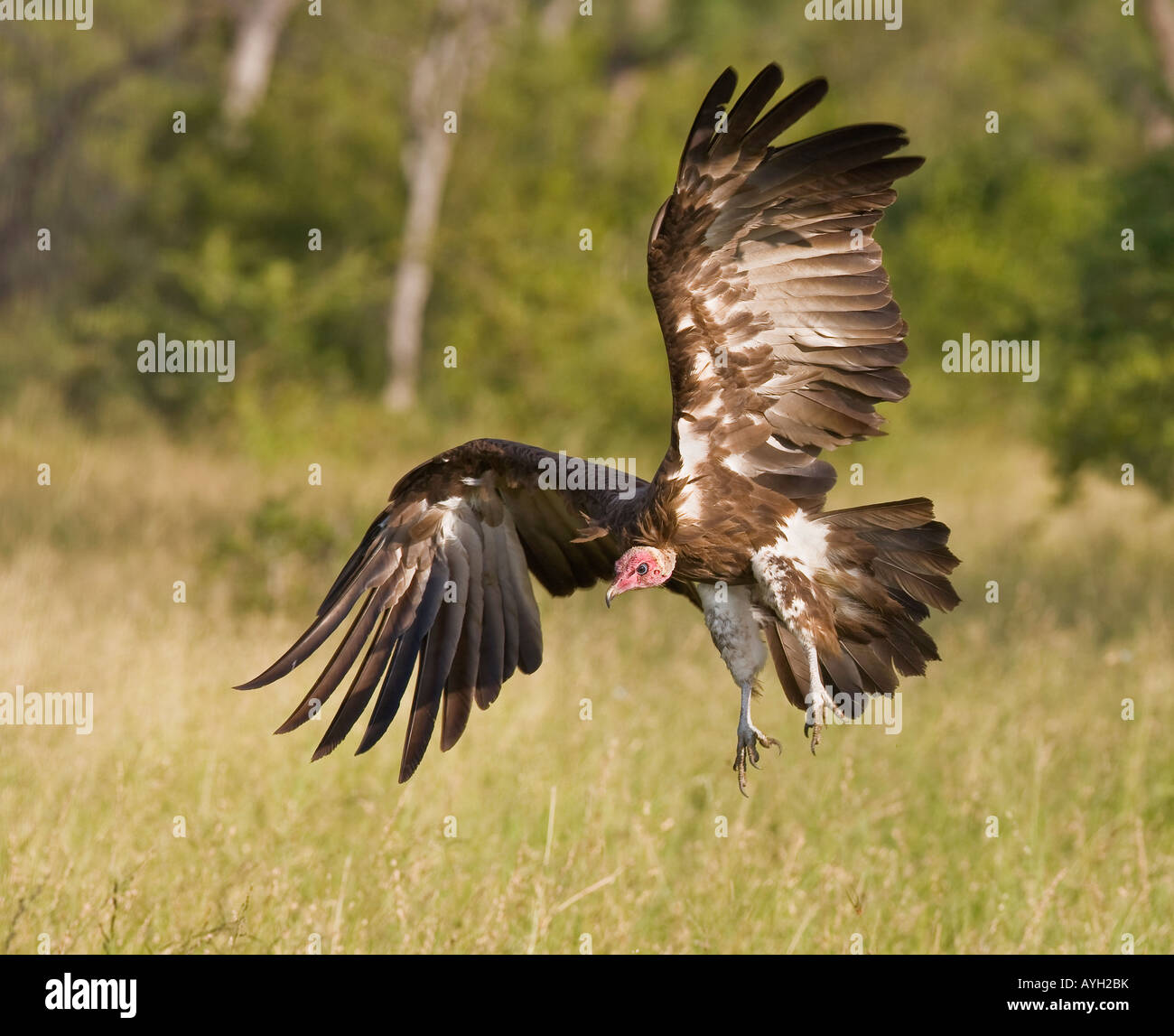 Hooded Vulture Landing, parc national Kruger, Afrique du Sud Banque D'Images