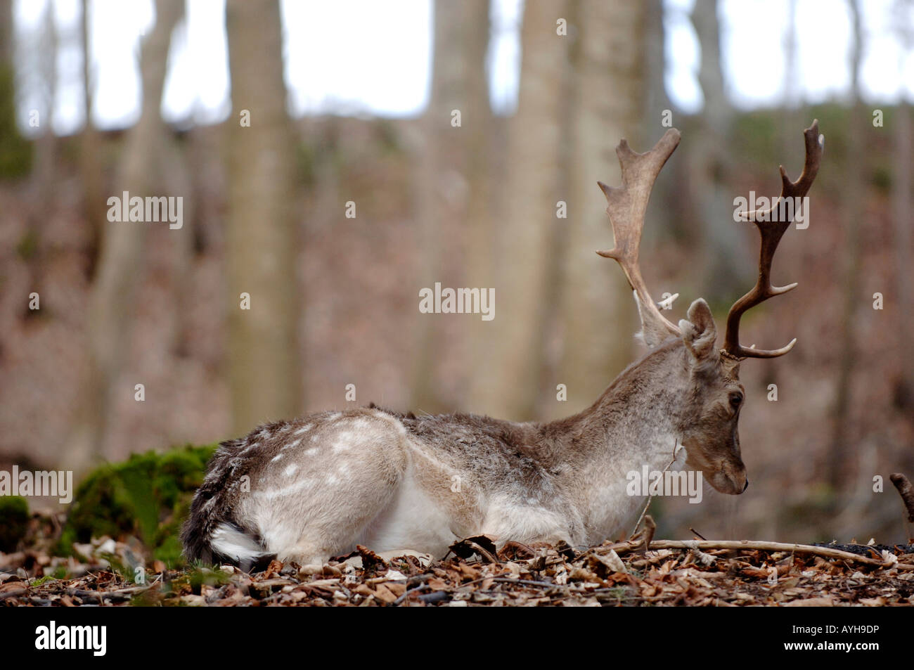 Red Deer dans les forêts situées dans le Perthshire en Écosse Dunkeld Banque D'Images