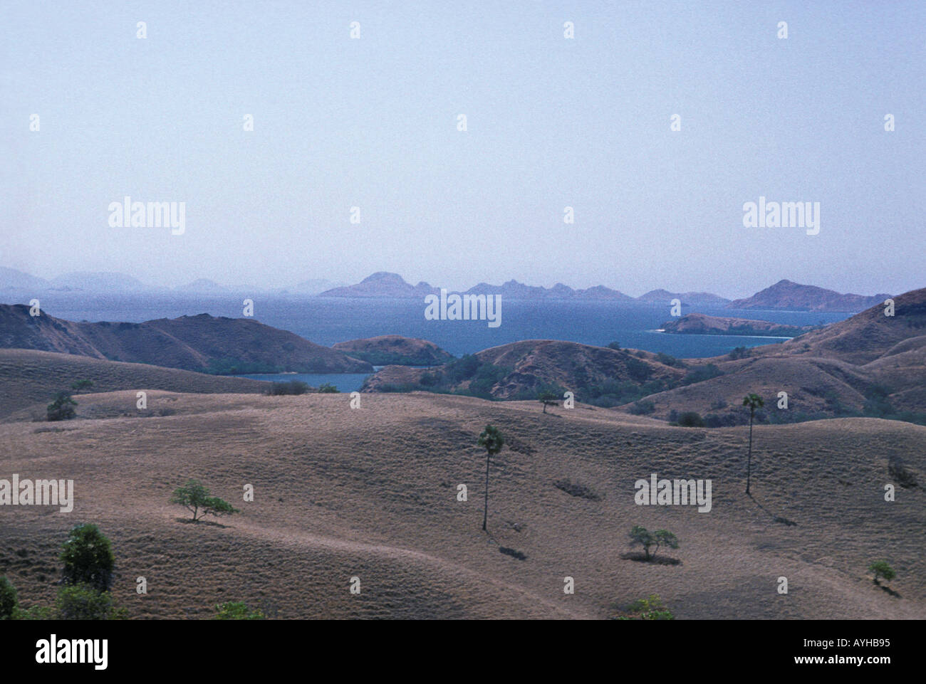 Rinca island au large de Flores Nusa Tengarra dragons de Komodo vivent ici, ainsi que sur l'île voisine du même nom en Indonésie Banque D'Images