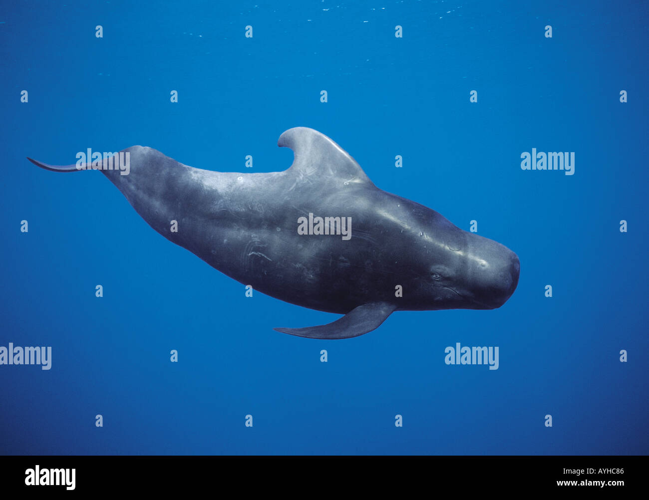 Pilot Whale Globicephala Banque De Photographies Et D images Haute pilot-whale-globicephala-banque-de-photographies-et-d-images-haute
