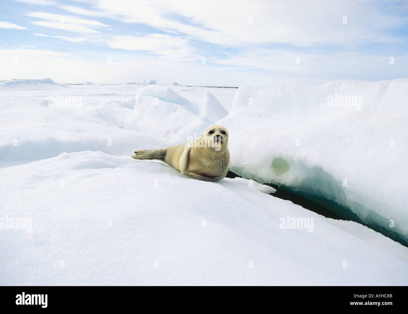 Le phoque annelé (Phoca hispida) prochaine juvénile d'échapper le trou dans la glace Banque D'Images