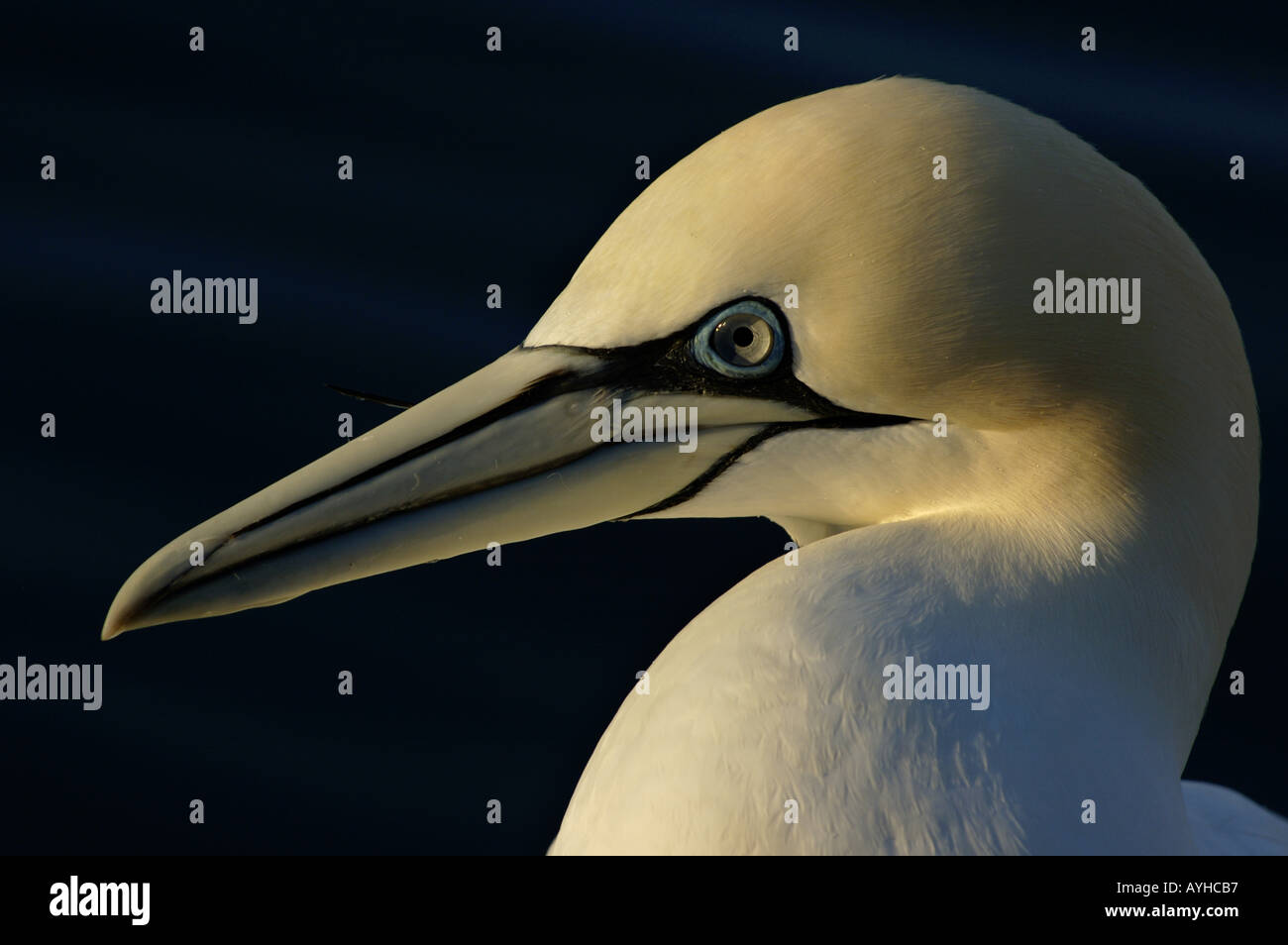 Fou de Bassan - Morus bassanus -, au crépuscule, en France. Banque D'Images
