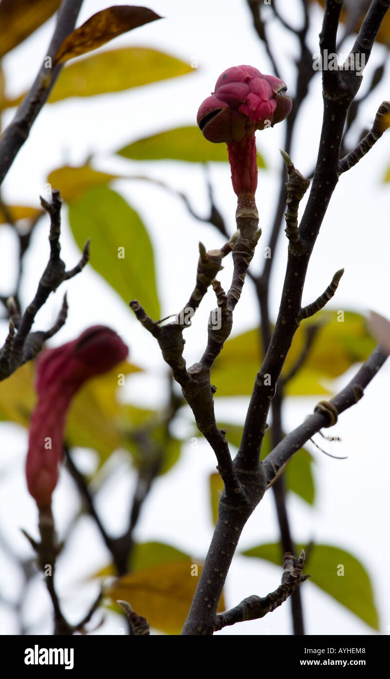 High key image de Magnolia gousse et branches Banque D'Images