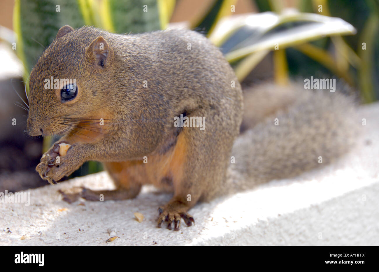 Photo de paysage de l'écureuil gris (Sciurus)manger des noix, Sabah, Bornéo, Malaisie Banque D'Images