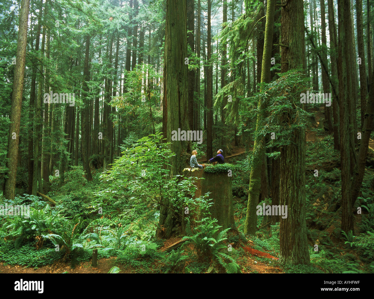 Couple dans le Nord de la Californie séquoias sur souche d'arbre Séquoia géant Banque D'Images