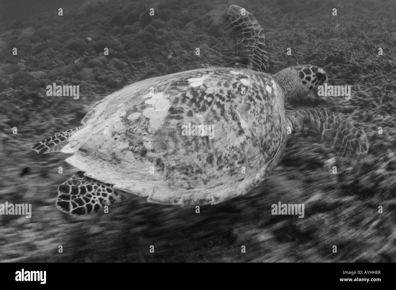 Sur le récif de la tortue imbriquée Eretmochelys imbricata en noir et blanc en voie de disparition l'Indonésie Lombok Gili Trawangan Banque D'Images
