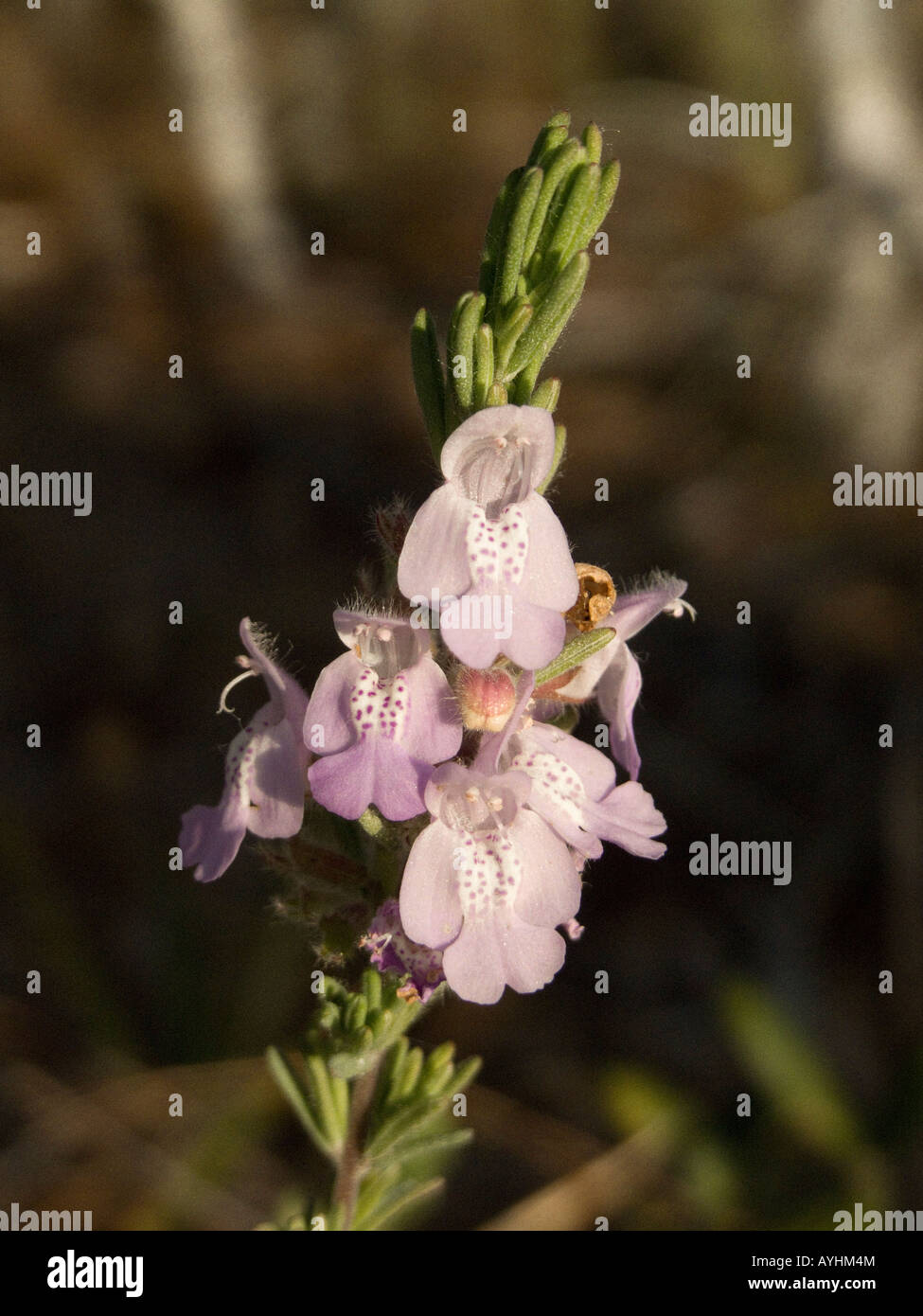 Conradina canescens faux Rosemary plantes à Grayton Beach State Park en Floride Banque D'Images