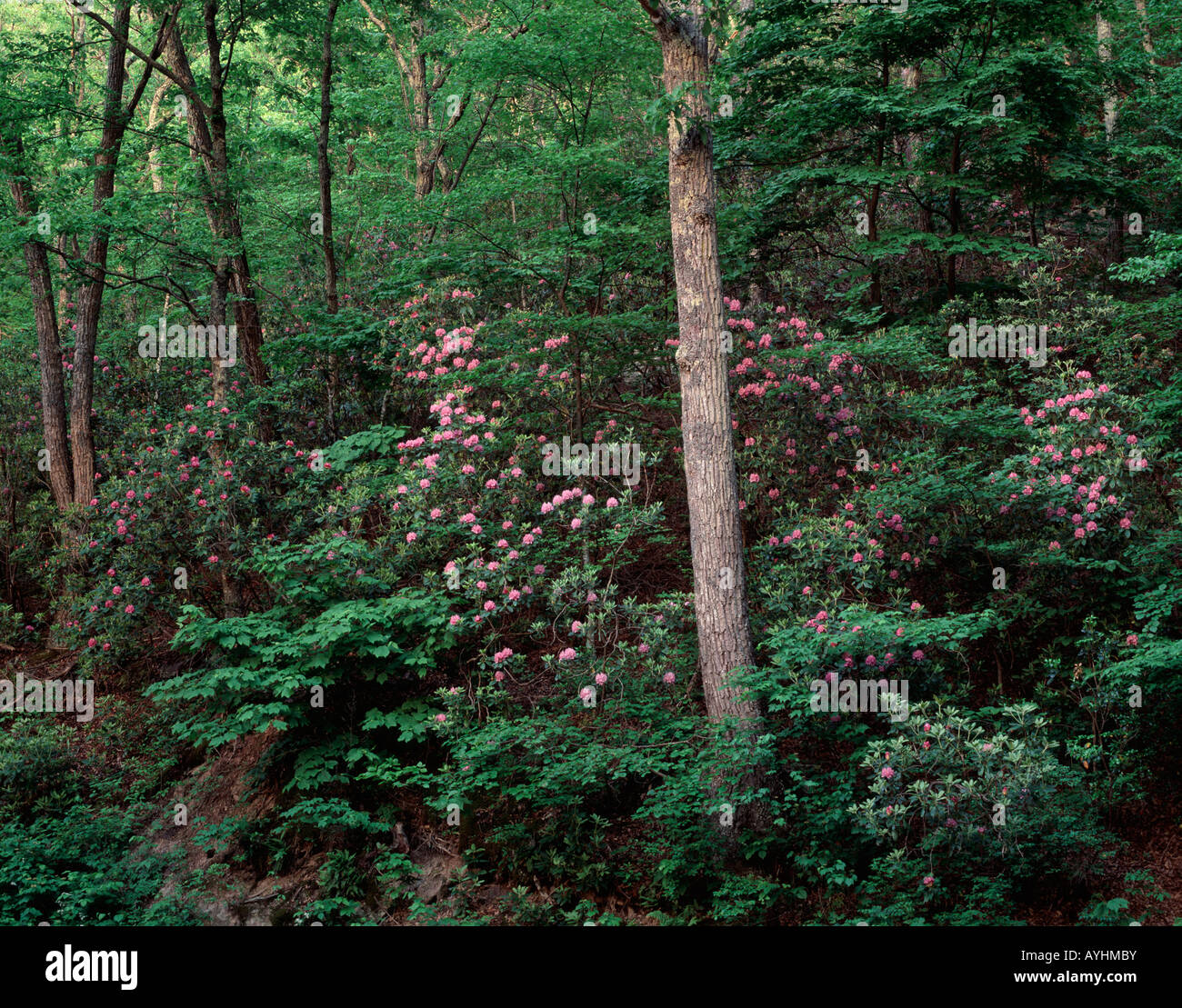 Mountain laurel et chêne arbre, montagne du nord, George Washington National Forest, Virginia USA Banque D'Images