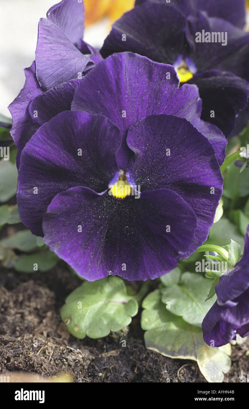 Saint Laurent Stiefmuetterchen Banque D'Images