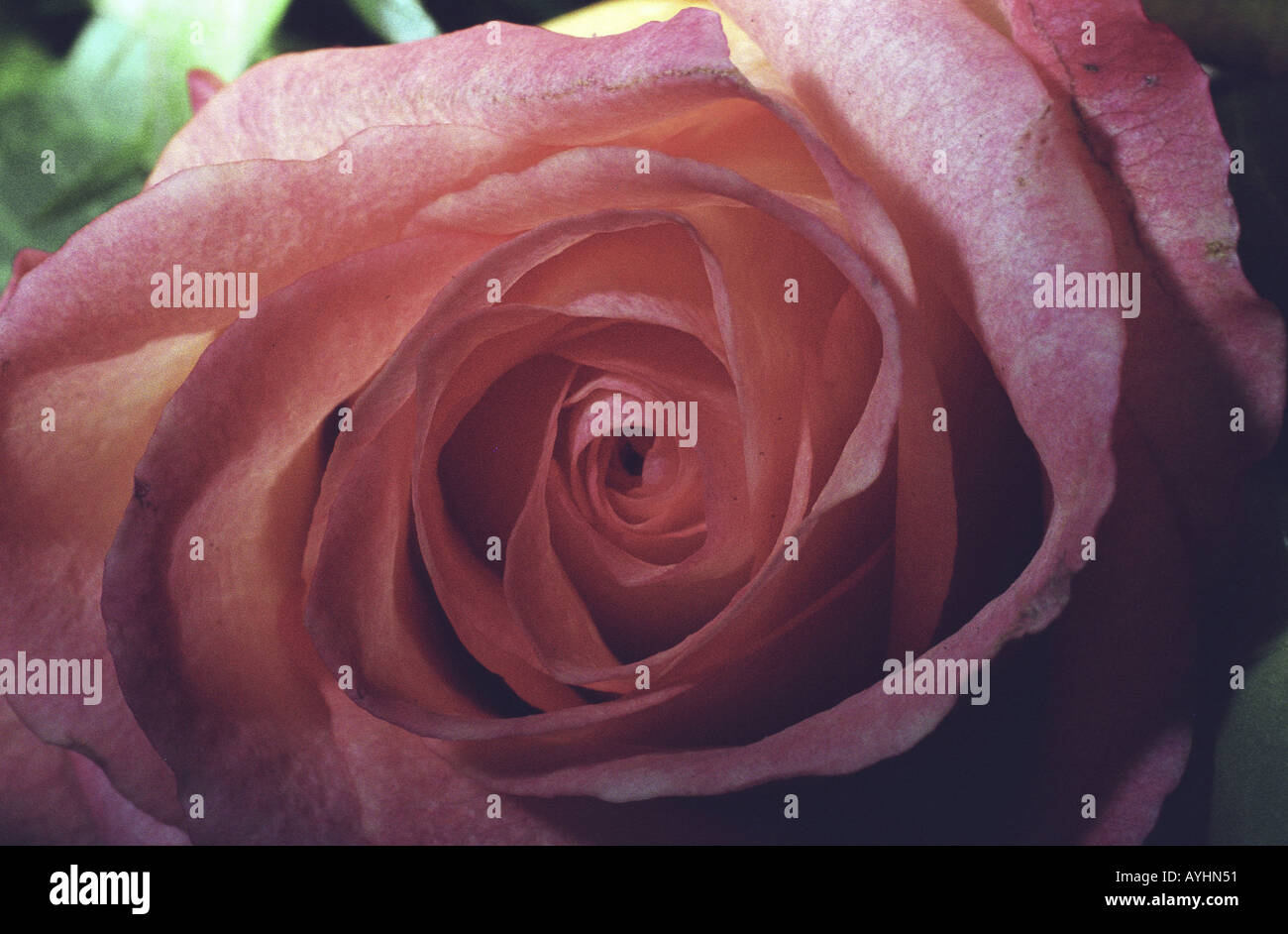 Rosafarbene Edelrose Banque D'Images