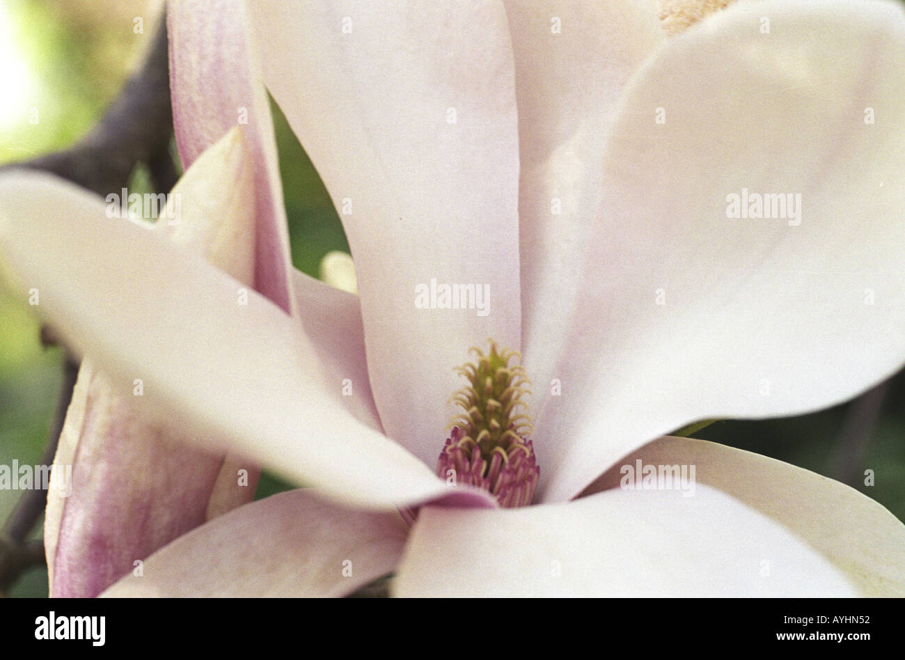 Magnolienblueten Banque D'Images