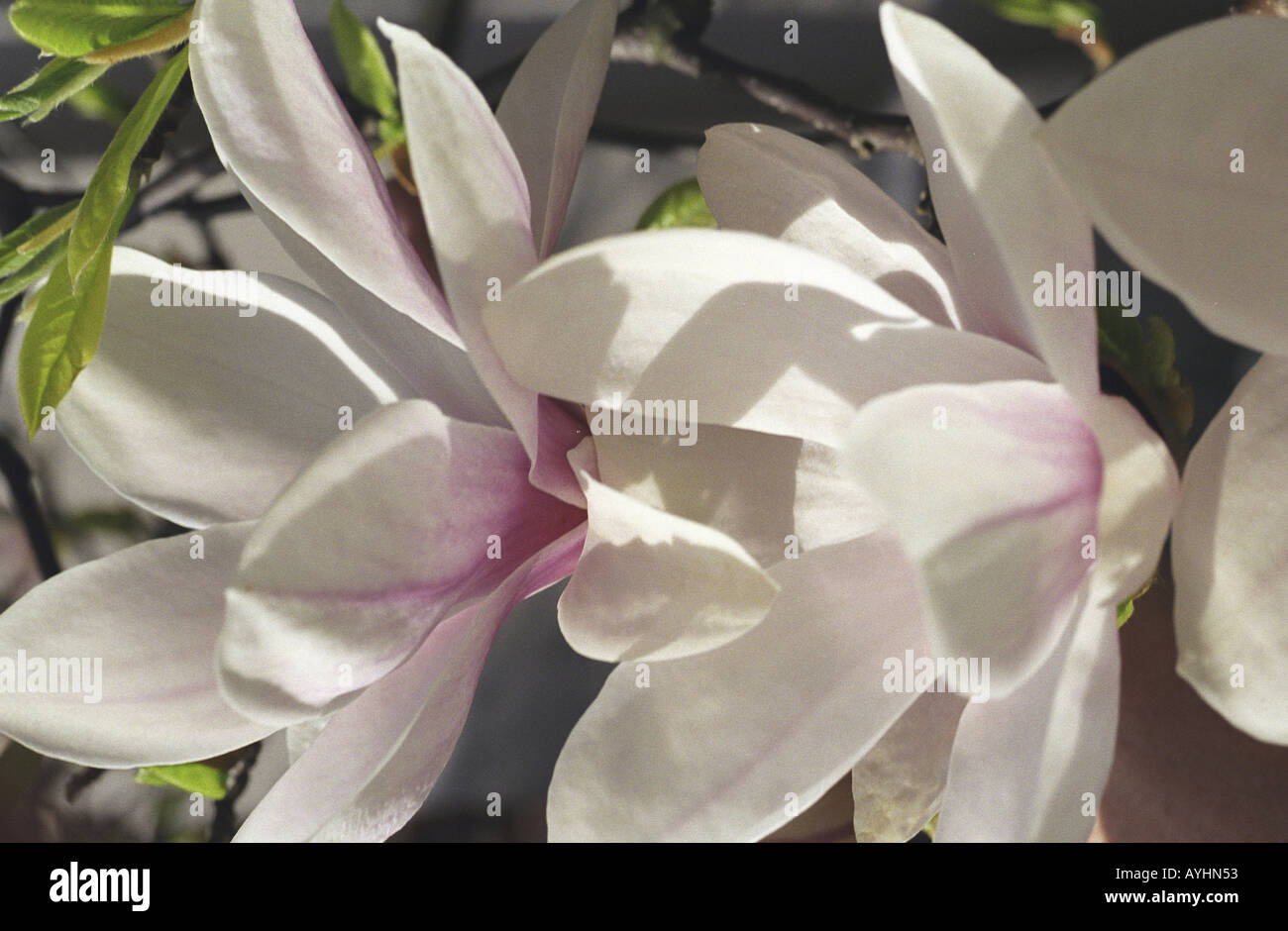 Magnolienblueten Banque D'Images