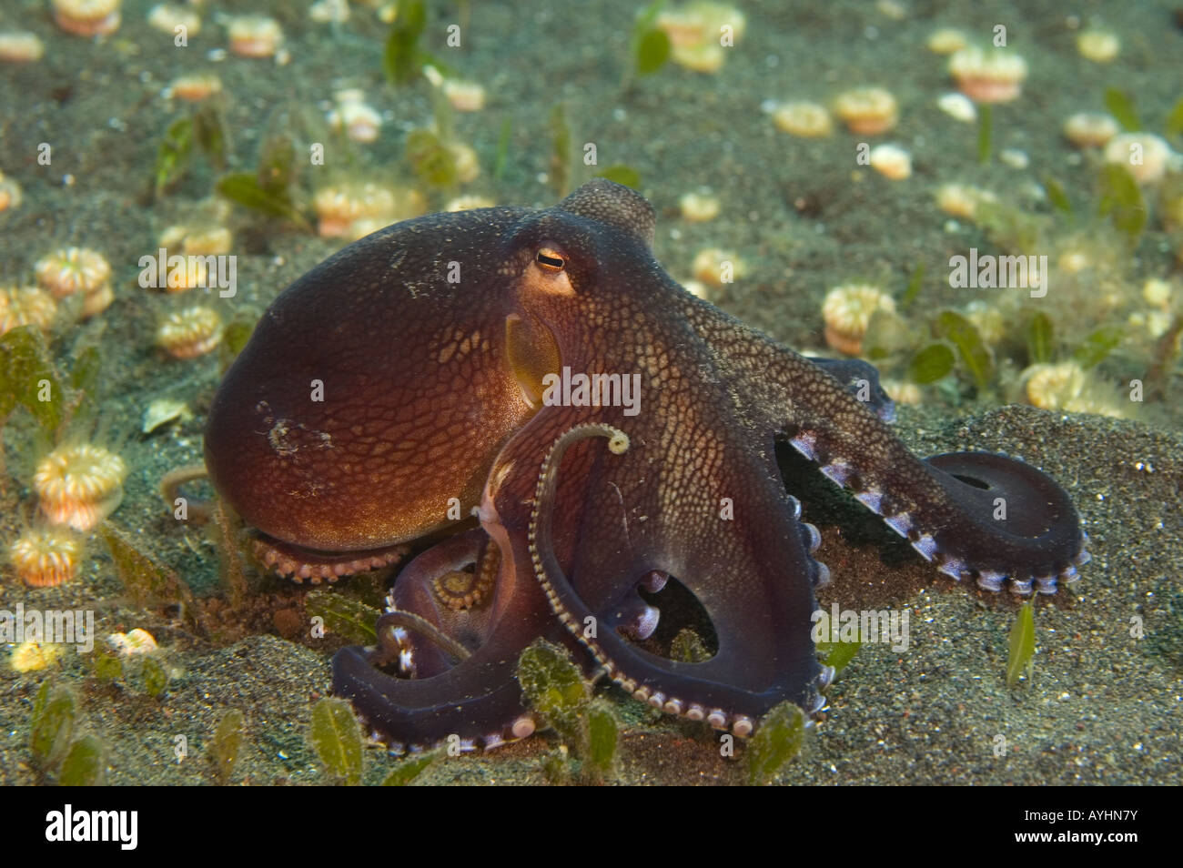 Coconut octopus Octopus marginatus un des rares céphalopodes qui est connu pour les comportements d'aide d'un outil Banque D'Images