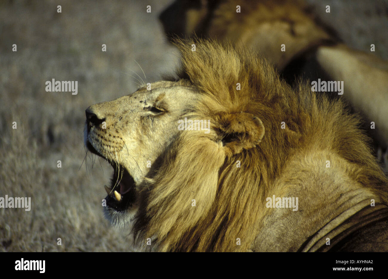 Bruellender Loewe dans der Serengeti Tanzanie Banque D'Images