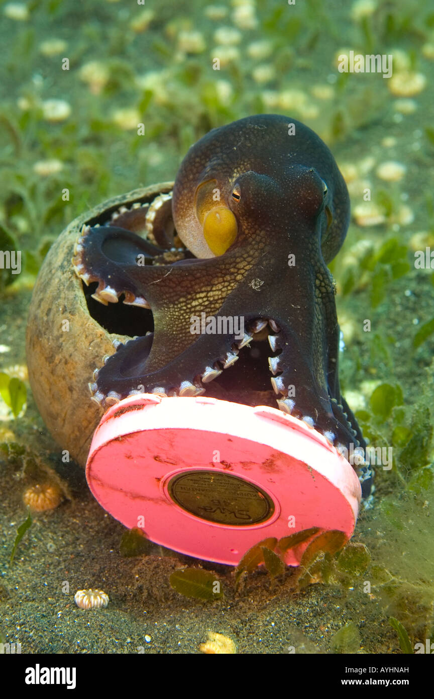 Coconut octopus Octopus marginatus un des rares céphalopodes qui est connu pour les comportements d'aide d'un outil Banque D'Images