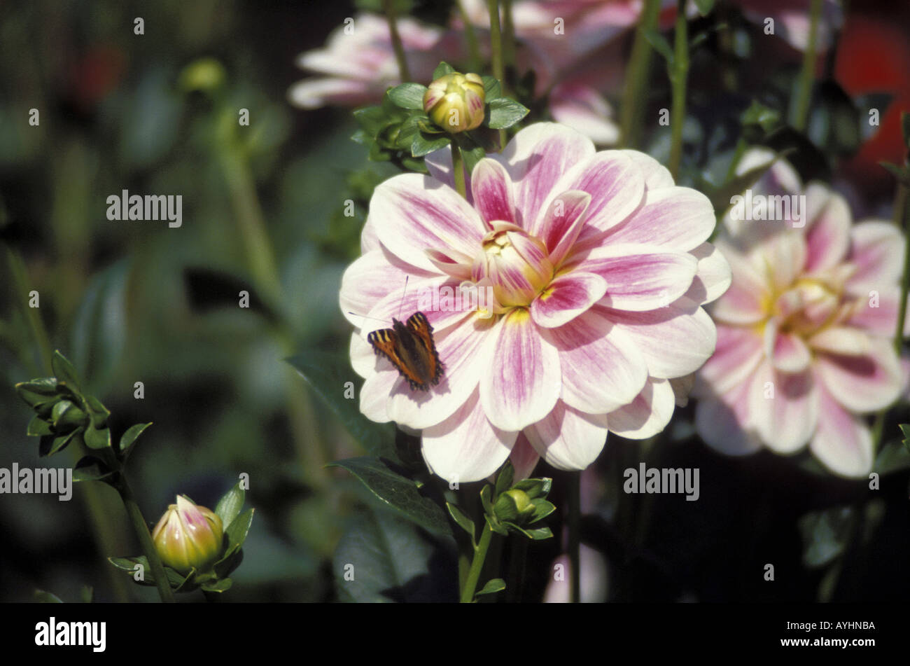 Schmetterling Kleiner Fuchs auf einer weissen rose Dahlienbluete Banque D'Images
