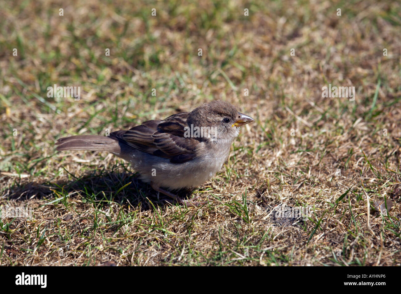 Jeune sparrow sur l'herbe UK Banque D'Images