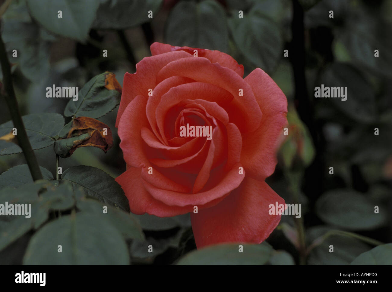 Rosenbluete par cœur Banque D'Images