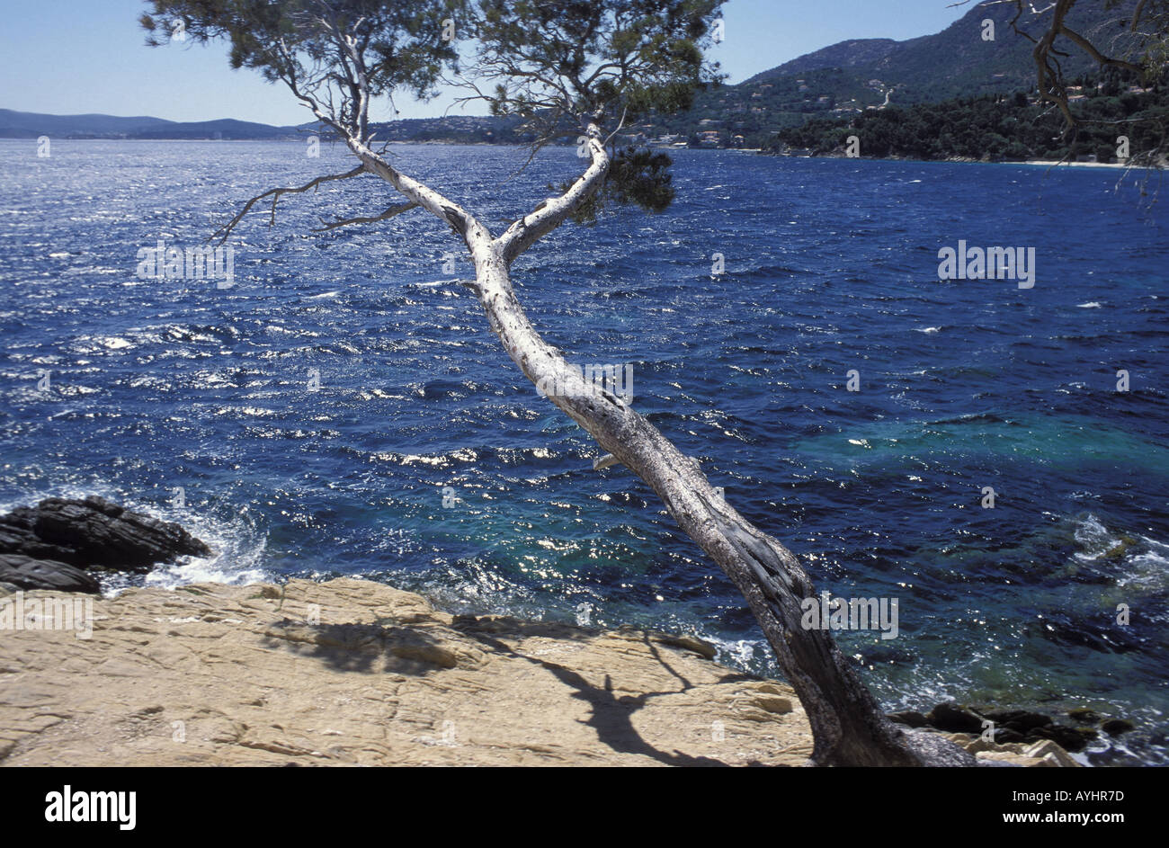 Baum am Mittelmeer Frankreich Cote d Azur Banque D'Images