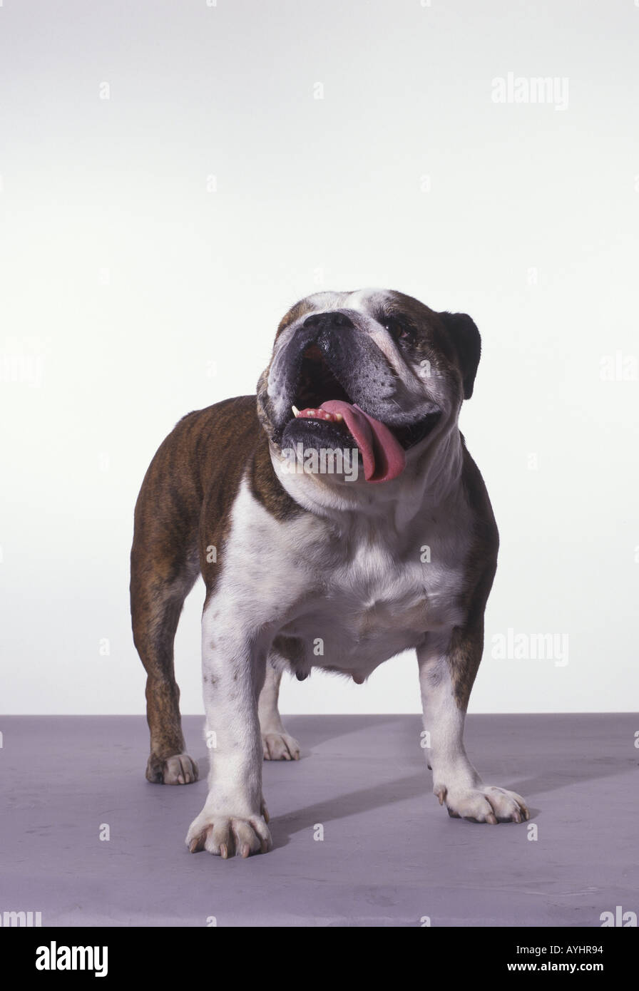 Englische Bulldogge mit Zunge heraushaengender Banque D'Images
