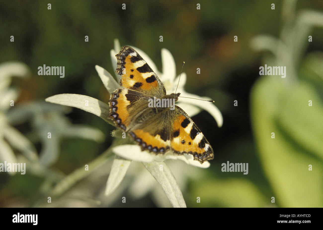Bluete Edelfalter auf Kleiner Fuchs auf einem Edelweiss Banque D'Images