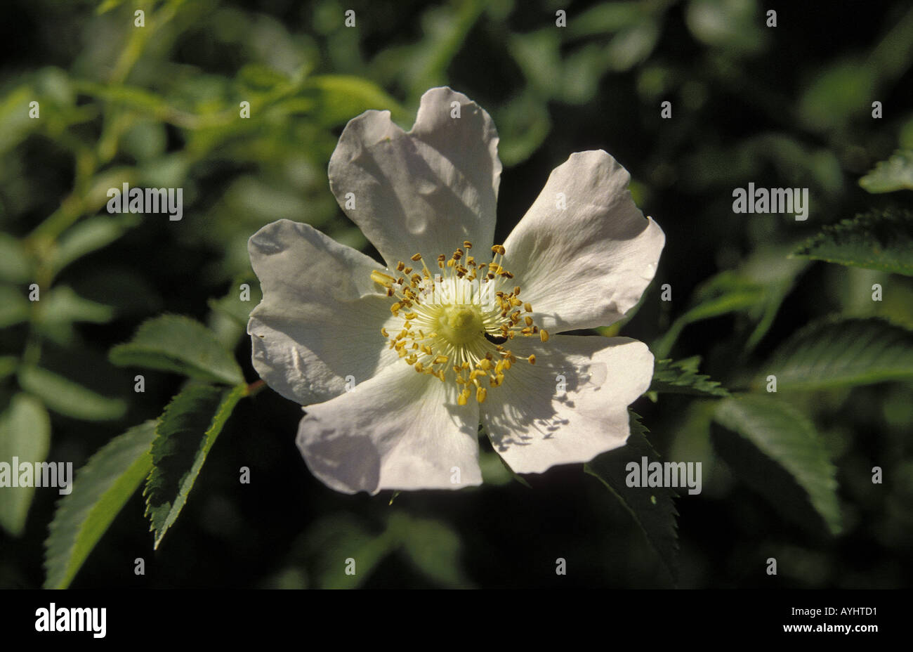 Apfelbluete Banque D'Images