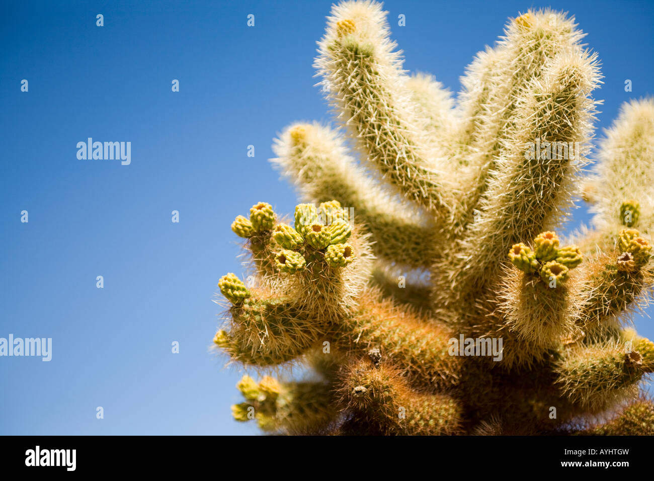 Joshua Tree National Park en Californie Cholla cactus Banque D'Images