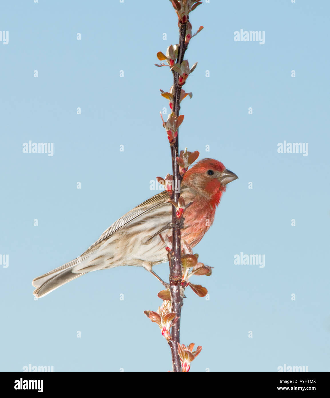 Un homme, Roselins Carpodacus mexicanus, perches dans un pommier en herbe. New York, USA. Banque D'Images