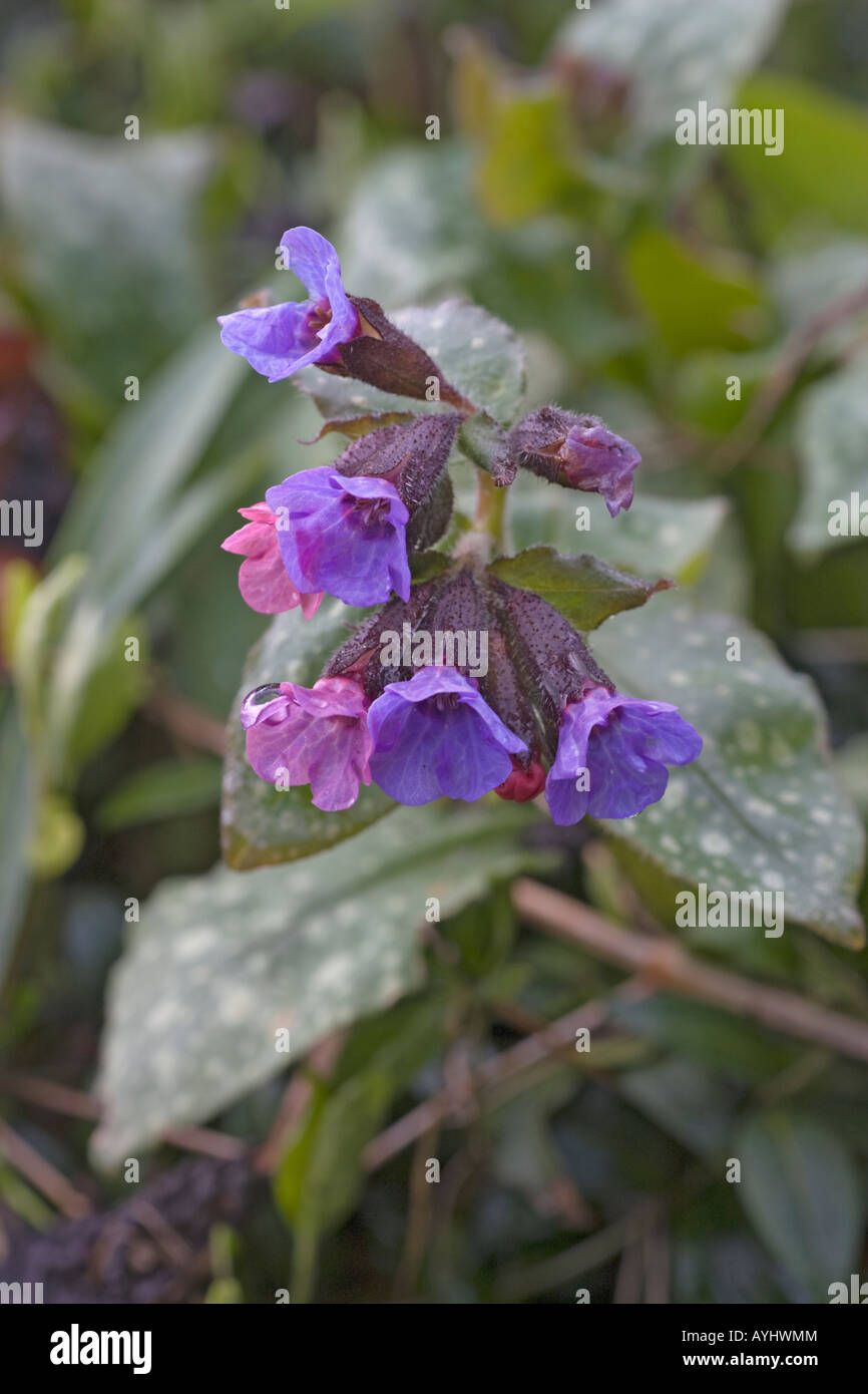 Fleurs bleu sur une floraison de printemps, herbe de Pulmonaria officinalis, Herb Banque D'Images