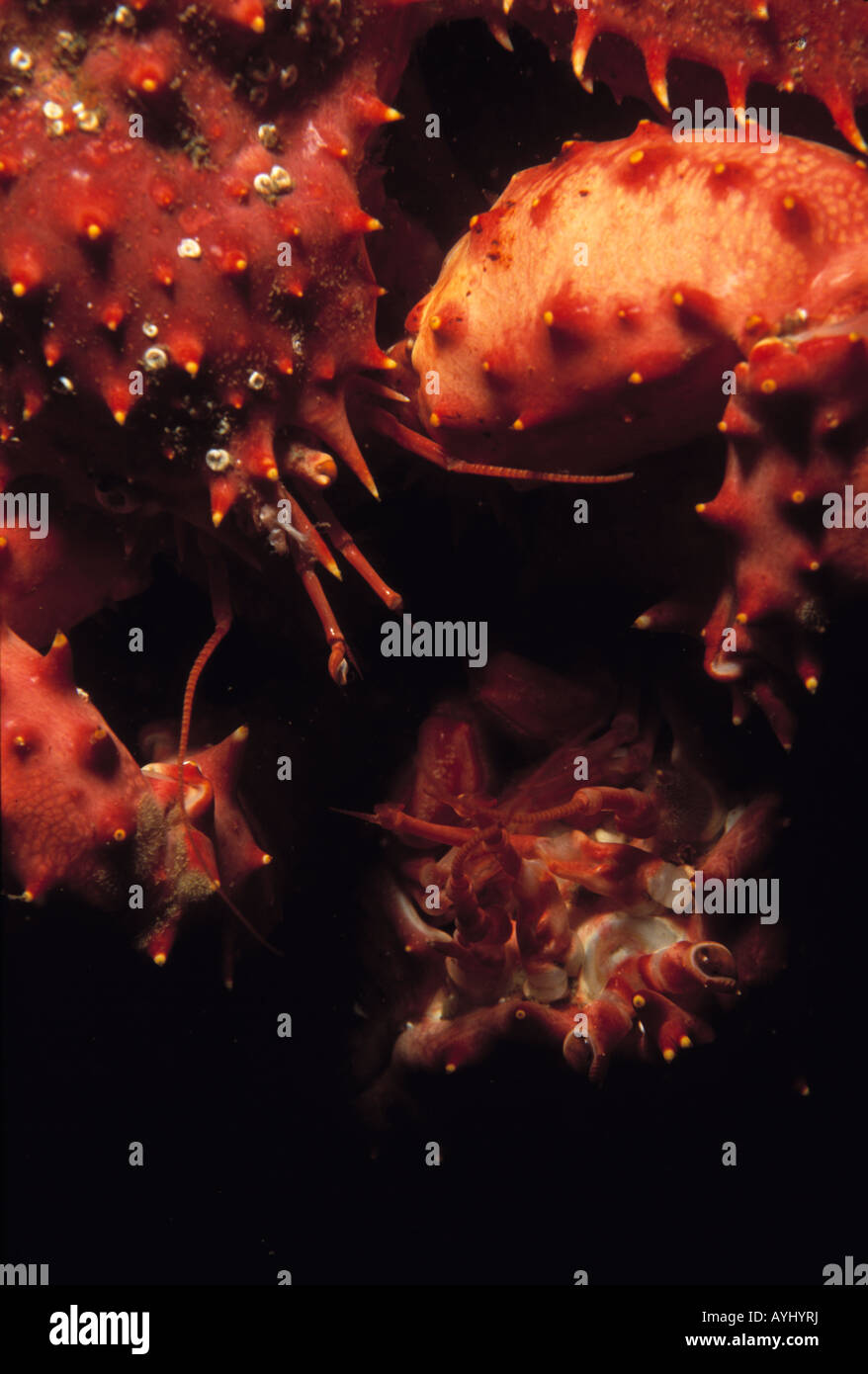 Le sud de King Crabe (Lithodes antarcticus) Canal de Beagle, Argentine Banque D'Images