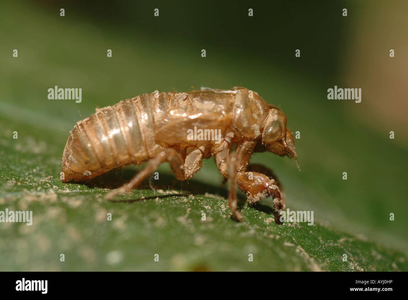 Cigale périodique métamorphose larve larves émergentes exosquelette — free download