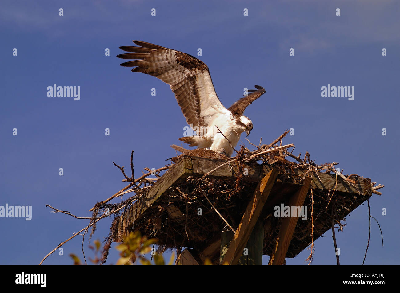 Osprey sur le point d'atterrir sur la plate-forme par l'homme Banque D'Images