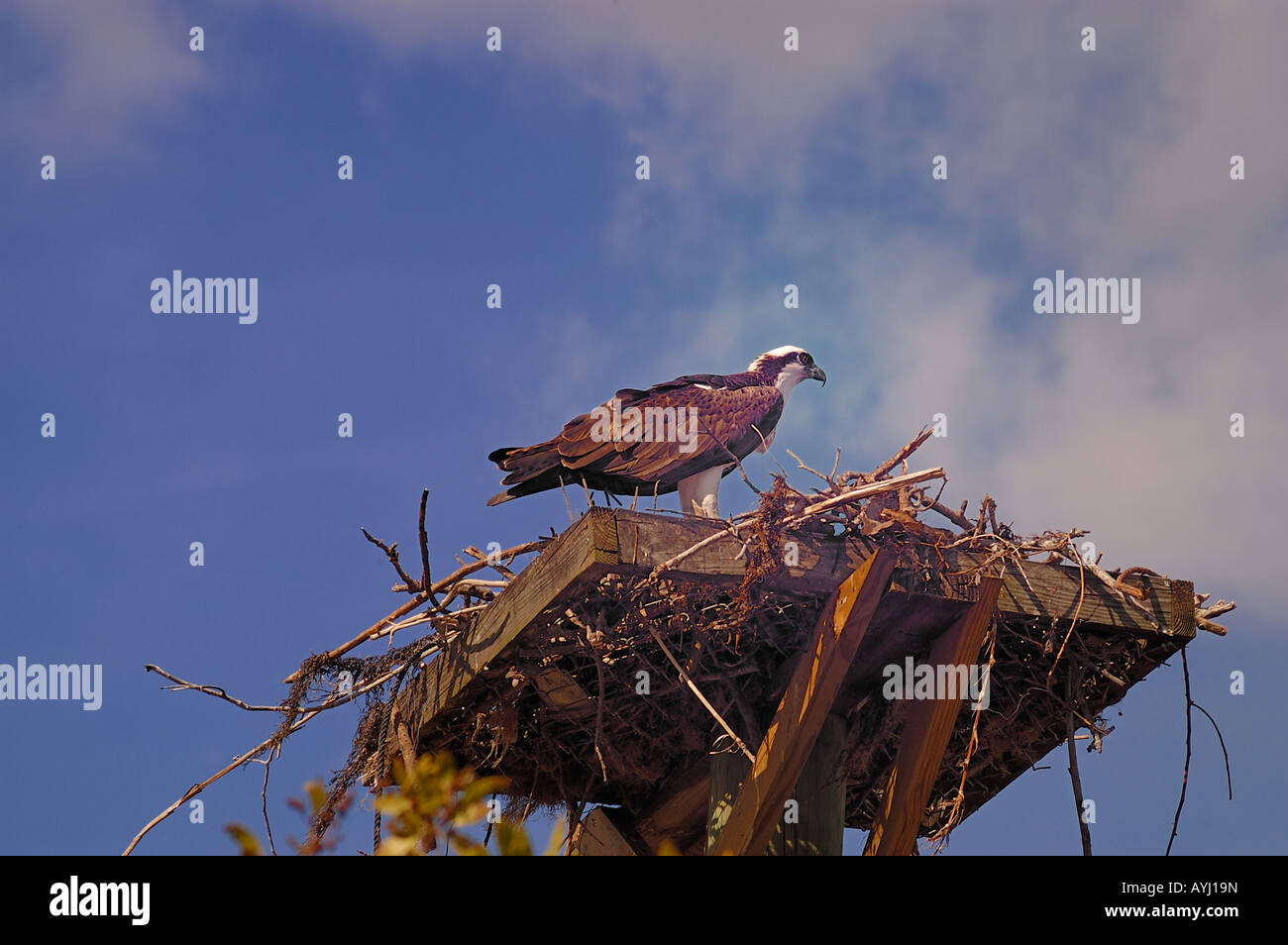 En plate-forme d'Osprey sur l'homme Banque D'Images