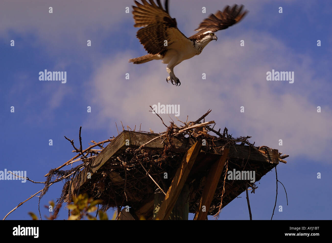 Osprey sur le point d'atterrir sur la plate-forme par l'homme Banque D'Images
