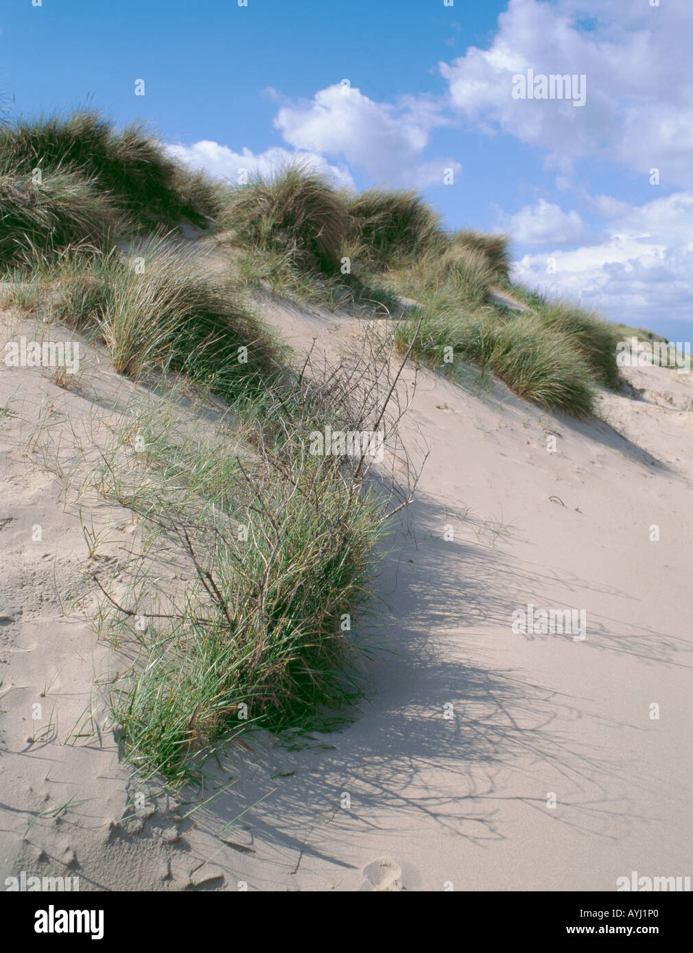 Plantation d'ammophile sur dunes de sable pour empêcher l'érosion des dunes et de la migration, druridge bay, Northumberland, England, UK. Banque D'Images