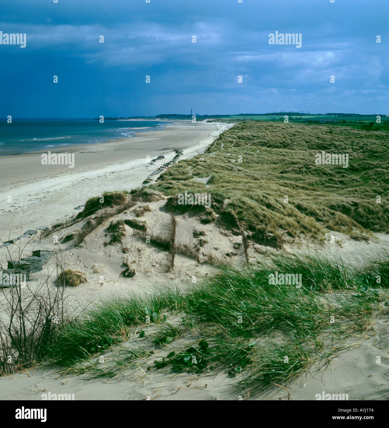 Plantation d'oyat (Ammophila arenaria) sur les dunes de sable pour empêcher l'érosion des dunes et de la migration. Banque D'Images