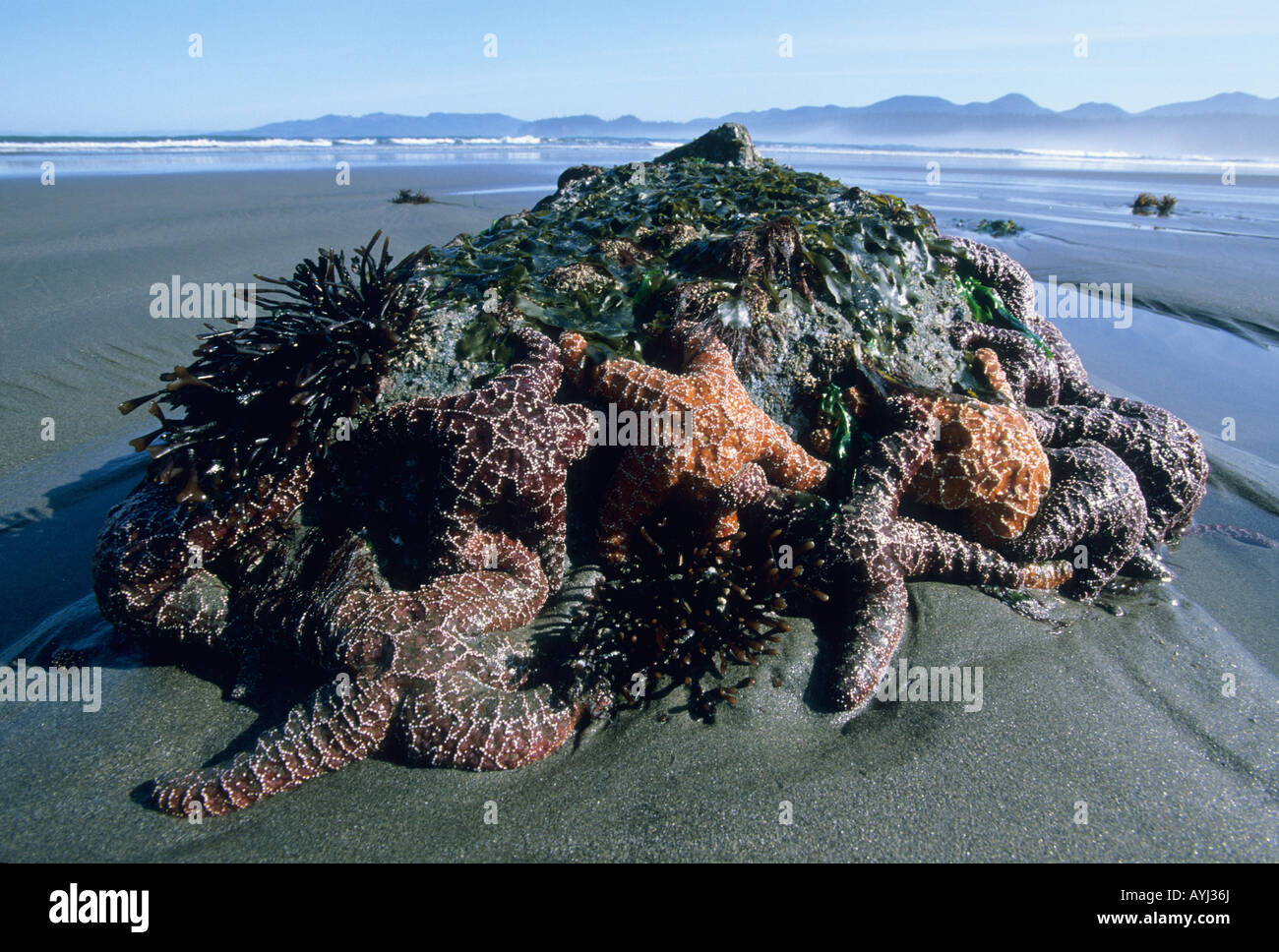 Les étoiles de mer découverte à marée basse, Shi-shi, Olympic National Park, Washington Banque D'Images