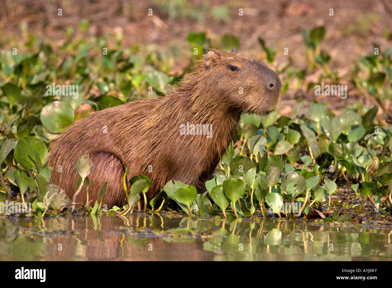 Capybara (Hydrochoerus hydrochaeris), le plus gros rongeur du monde, le Pantanal au Brésil Banque D'Images