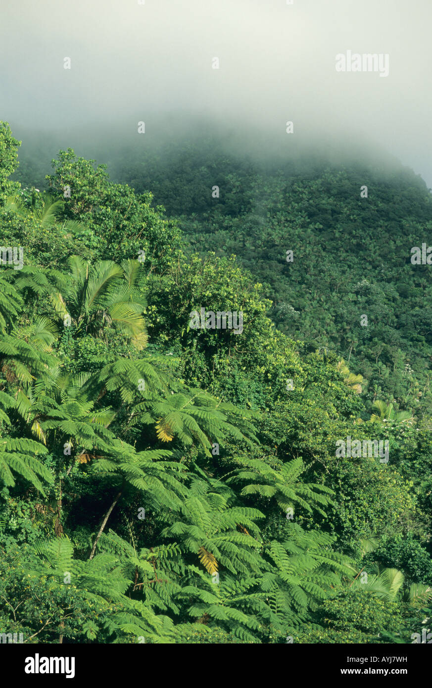 USA Porto Rico Caraïbes National Forest ou la forêt tropicale El Yunque Banque D'Images
