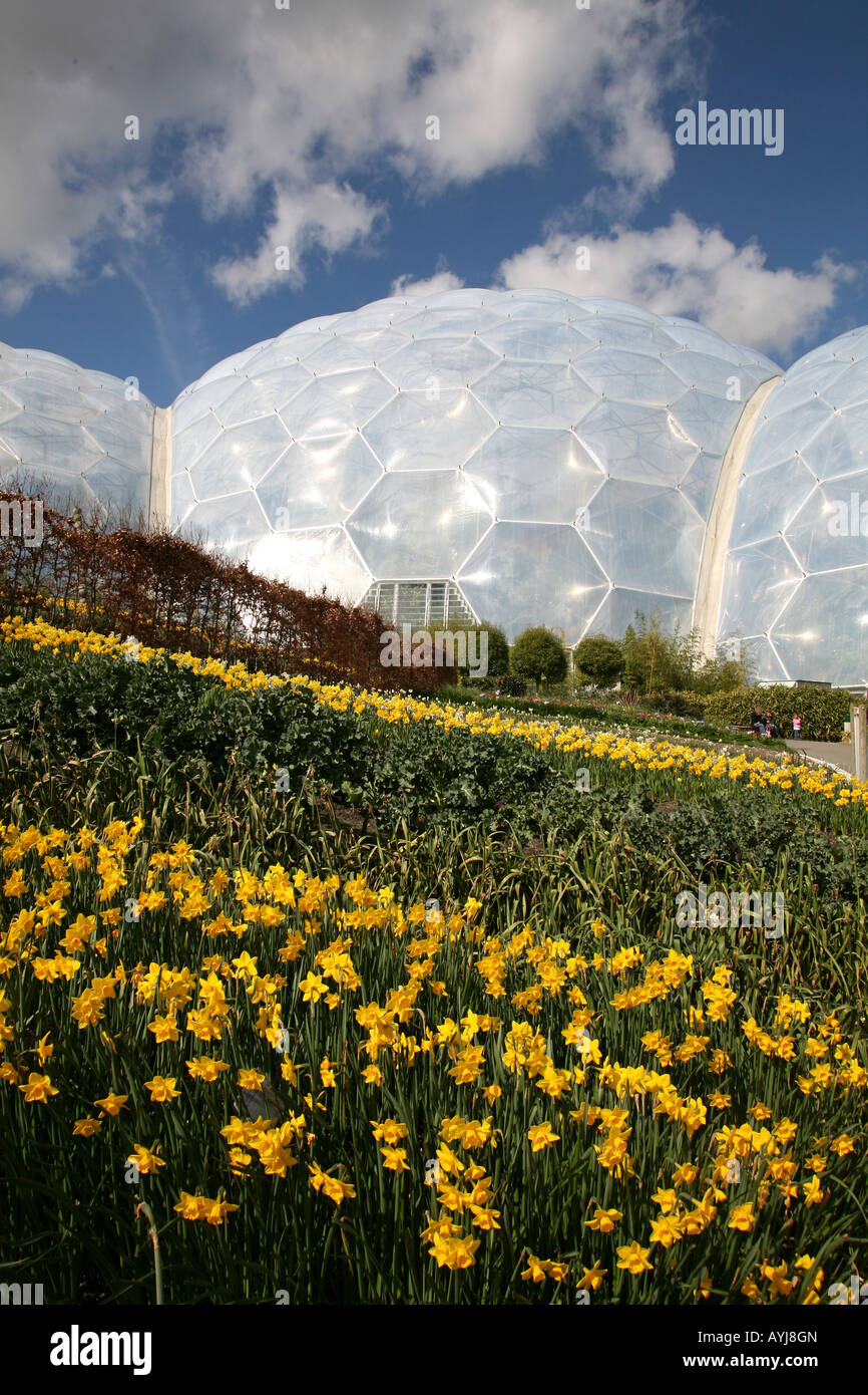 Les jonquilles et des biomes, l'Eden Project, Boldeva, Cornwall, UK Banque D'Images