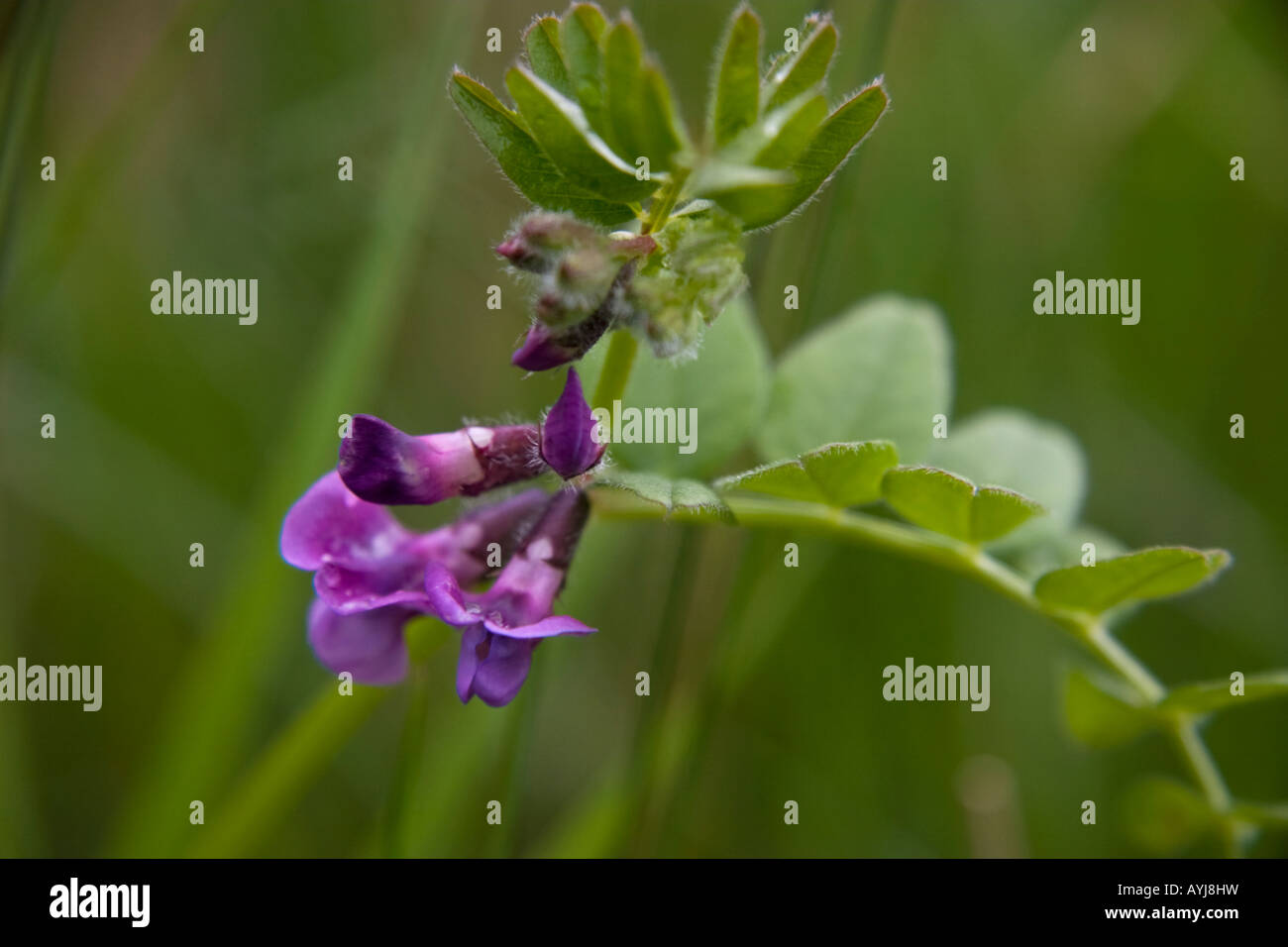 Vesce Vicia Sepium, Bush Banque D'Images