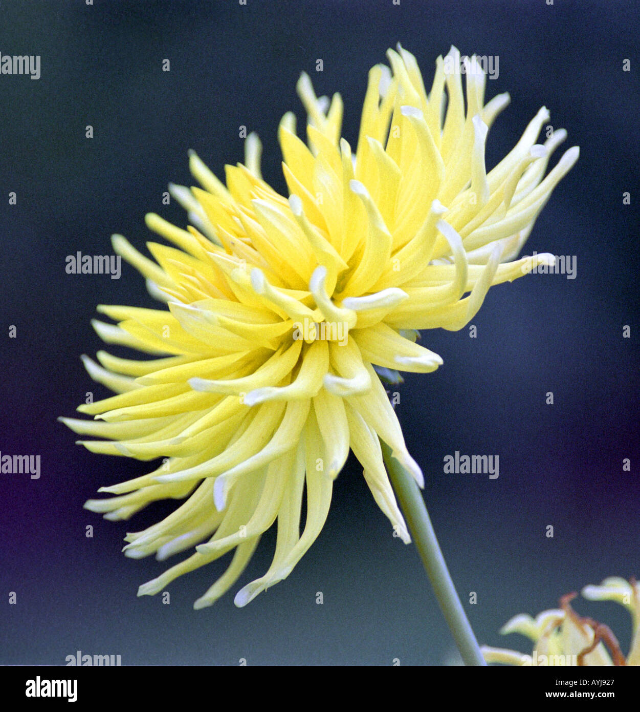 Dahlia fleurs fleur jaune Banque D'Images